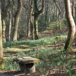 Bois des Moutiers (34) mars 2012