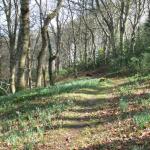 Bois des Moutiers (37) mars 2012