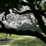 Bois des Moutiers (64) mars 2012