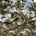 Bois des Moutiers (68) mars 2012