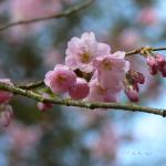 Bois des Moutiers (70) mars 2012