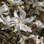 Bois des Moutiers (71) mars 2012