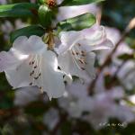 Bois des Moutiers (72) mars 2012