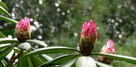 Bois des Moutiers - Mars - Les arbres, le printemps