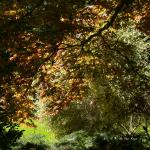 Bois des Moutiers (184) Mai 2012