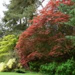 Bois des Moutiers (19) Mai 2012