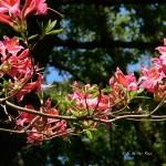 Bois des Moutiers (237) Mai 2012