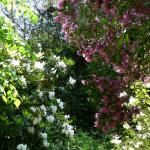 Bois des Moutiers (243) Mai 2012