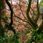 Bois des Moutiers (34) Mai 2012