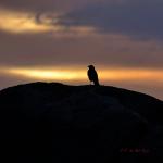 Looking at the sunset