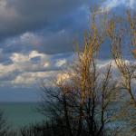 Arbres au crépuscule2