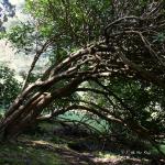 Bois des Moutiers (10) avril 2012