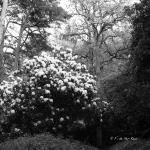 Bois des Moutiers (131) mai 2012