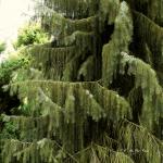 Bois des Moutiers (32) avril 2012