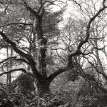 Bois des Moutiers (54) Mai 2012