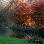 Chant d'automne 2012 (11)