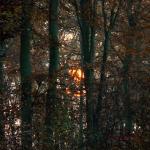 Chant d'automne 2012 (12)