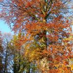 Chant d'automne 2012 (2)