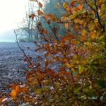 Chant d'automne 2012 (28)