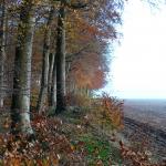 Chant d'automne 2012 (31)