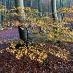 Chant d'automne 2012 (32)