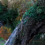 Chant d'automne 2012 (8)