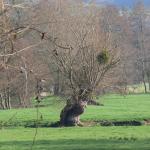 Saint Aubin le Cauf (1)