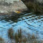 Tregastel maree montante