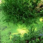 Bois des Moutiers (363) Mai 2012