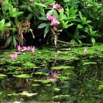 Bois des Moutiers (39) Juin 2012