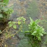 Veules les Roses (5)