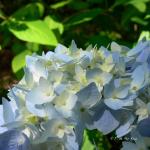 Bois des Moutiers (119) Juin 2012