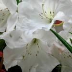 Bois des Moutiers (121) mai 2012