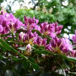 Bois des Moutiers (97) Mai 2012