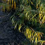 Chant d'automne 2012 (14)