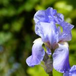 Iris bleu