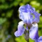 Iris bleu