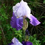 Iris violet bicolore