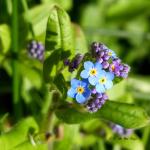 Myosotis