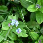 Myosotis