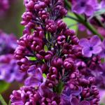 Perfume and Purple everywhere