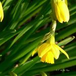 prêtes pour le printemps