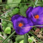 Purple is in the air