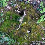 Bois des Moutiers (26) avril 2012