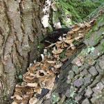 Bois des Moutiers (29) avril 2012