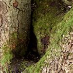 Bois des Moutiers (30) avril 2012