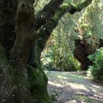 Bois des Moutiers (314) Mai 2012