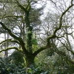 Bois des Moutiers (36) Mai 2012