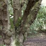 Bois des Moutiers (42) Mai 2012