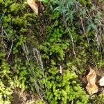 Bois des Moutiers (45) avril 2012